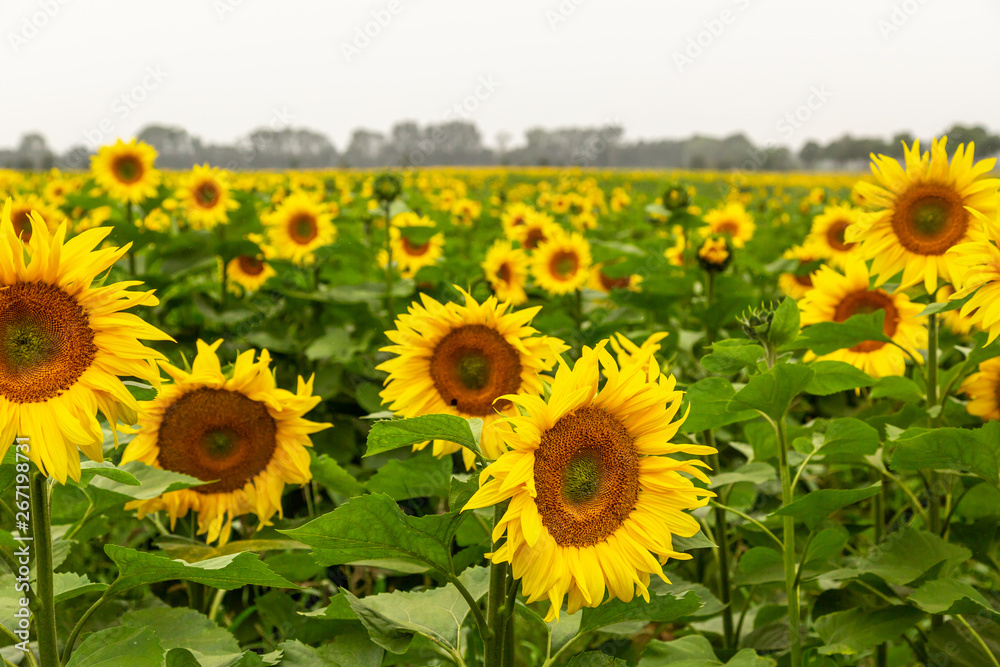 Fototapeta premium viele Sonnenblumen auf einem Feld