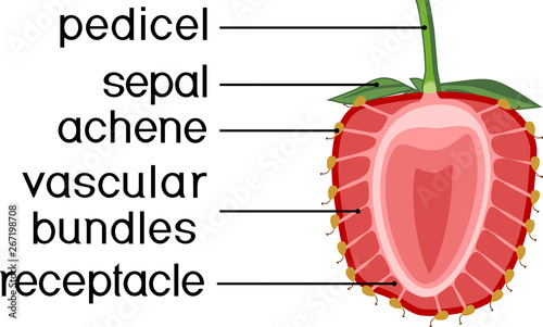 Internal structure of strawberry aggregate fruit isolated on white background