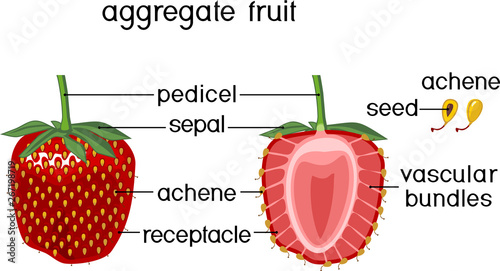 Internal and external structure of strawberry aggregate fruit isolated on white background