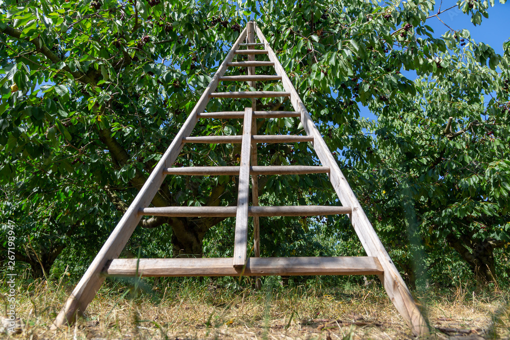 ein Kirschbaum und eine Leiter, Kirschen selbst pflücken ein Kirschbaum und eine Leiter, Kirschen selbst pflücken