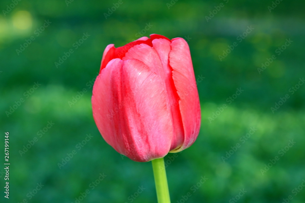 Beautiful blooming spring red tulip on a background of green grass Beautiful blooming spring red tulip on a background of green grass