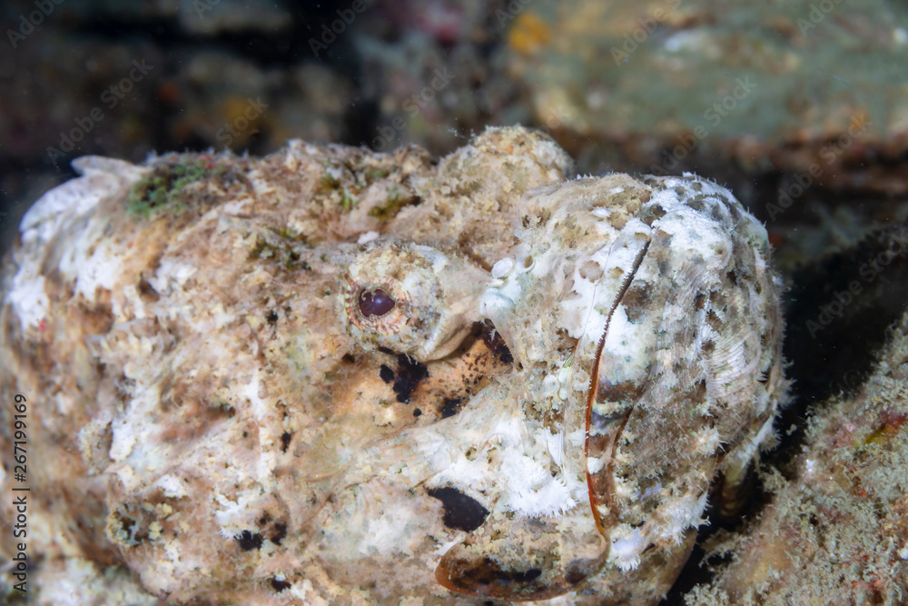 Devil Scorpionfish on a tropical coral reef in Myanmar Devil Scorpionfish on a tropical coral reef in Myanmar