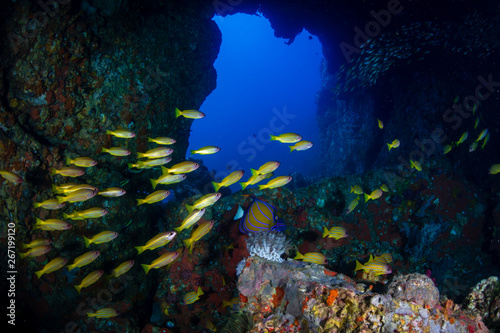 An underwater archway on a tropical coral reef (Western Rocky, Myanmar)