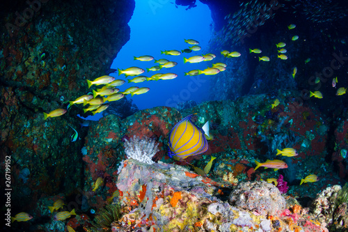 Beautiful underwater archway on a tropical coral reef with colorful tropical fish