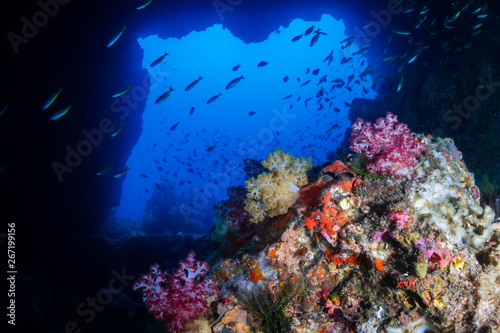 Fototapeta Naklejka Na Ścianę i Meble -  An underwater archway on a tropical coral reef (Western Rocky, Myanmar)