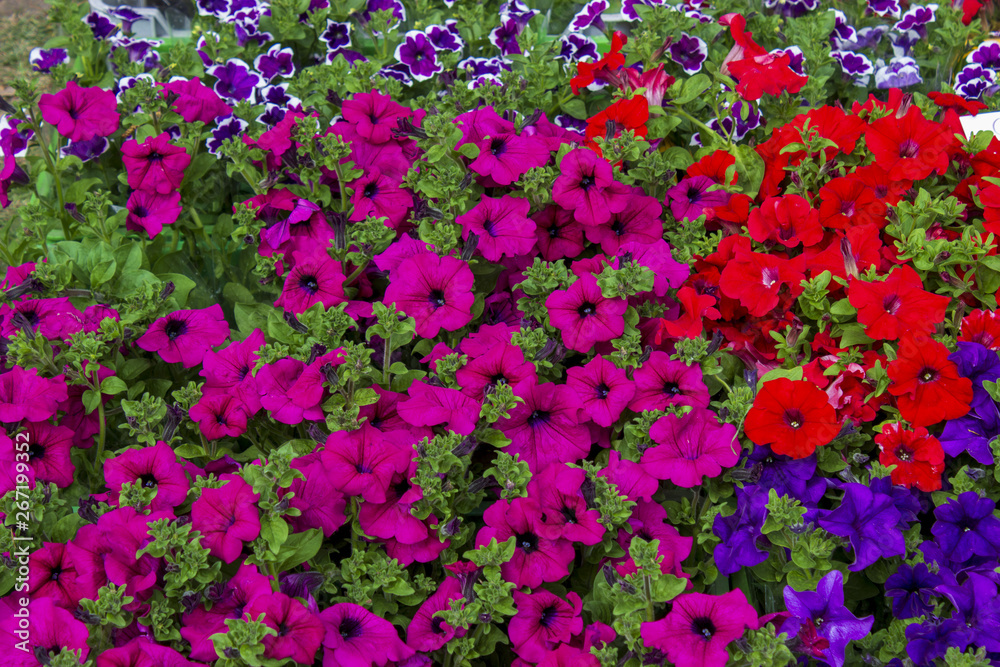 Background composed blue red pink violet petunia