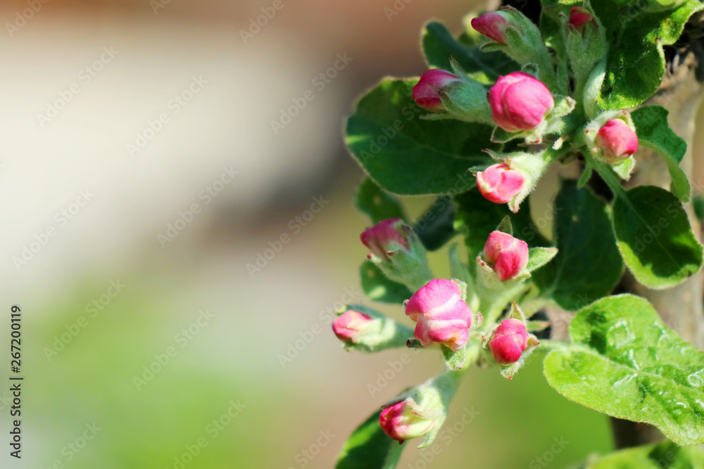 flowers in the garden