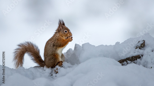 Red Squirrel eating a nut sat on a snow covered log with a white background.   © L Galbraith