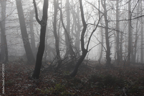 spooky foggy froest in poland