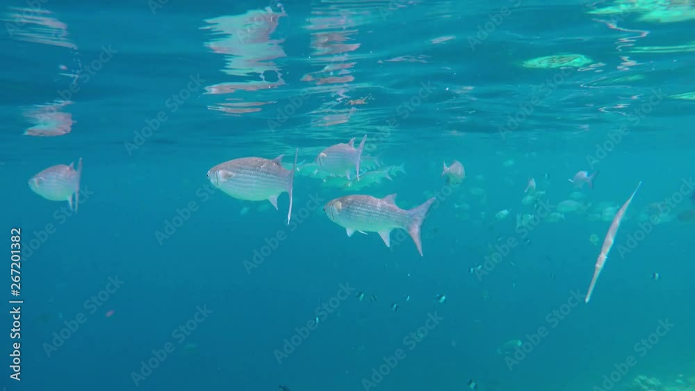 eine Schwarm Fische (Stumpfmaul Meeräschen) schwimmen in Meer auf den Malediven