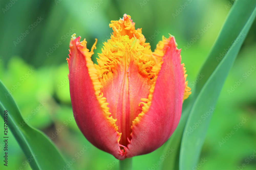 Naklejka premium tulip on green background