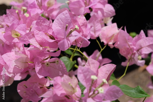 Close-Up Of Pink Flowering Plant