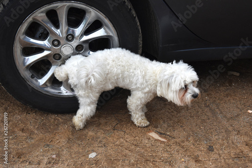 Dog peeing on wheel.