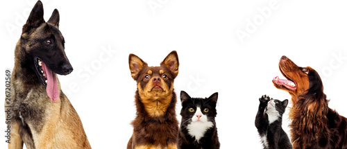 dog and cat portrait together on a white background