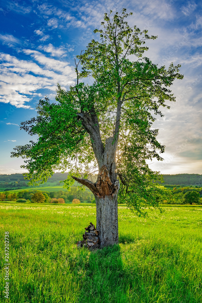 Obraz premium The lonely tree in the green fields with the sunlight in its background
