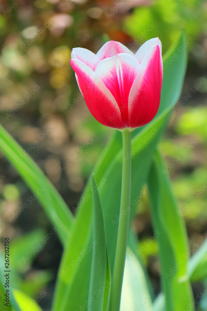 red tulips in the garden