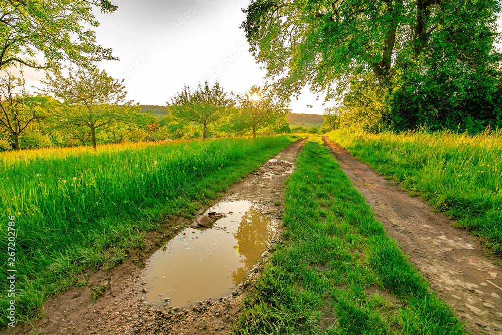 The muddy path with a puddle, green grass and trees