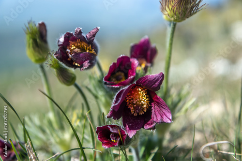 anémone pulsatille rouge au printemps dans prairie  photo