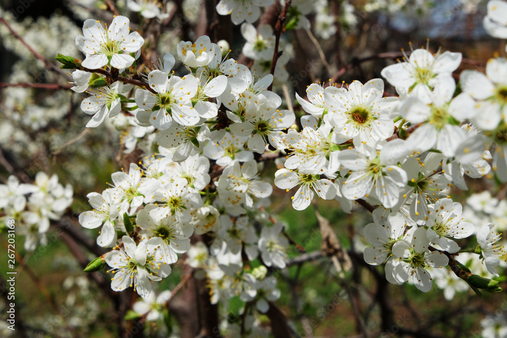 Spring flowers blooming in the garden with the other flowers bokeh background