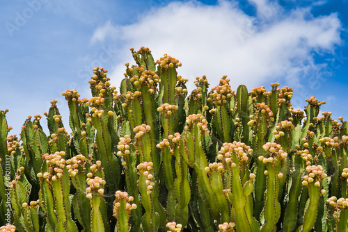 Big blooming cactus tree with blue sky and white cloud in Lanzarote, Spain