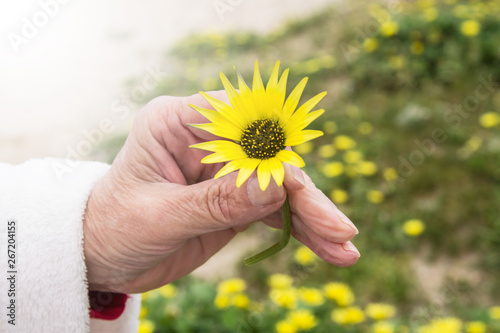 close up top view of female hand holding one fresh daisy flower isolated on blurry green grass background