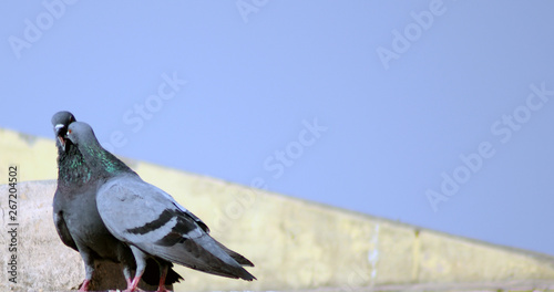 pigeon couple beak on roof wall