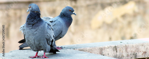 pigeon couple fun on roof