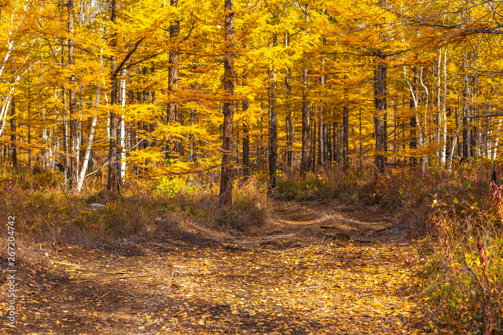 Obraz premium Forest in autumn colors on the Kamchatka Peninsula, Russia.