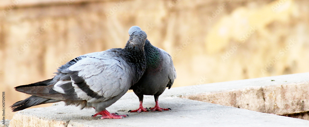 Fototapeta premium tow pigeons breeding and kissing on wall