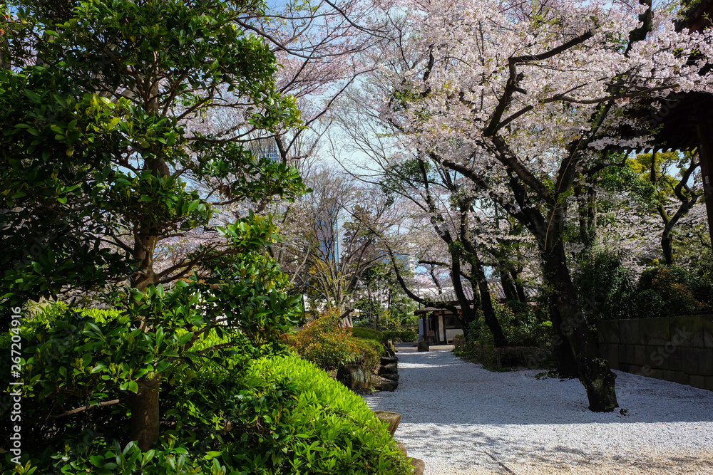 Pink sakura tree park in Tokyo city april winter Pink sakura tree park in Tokyo city april winter