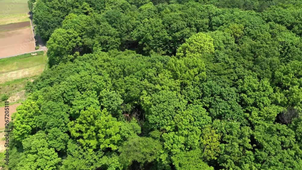The green forest at the rural The green forest at the rural