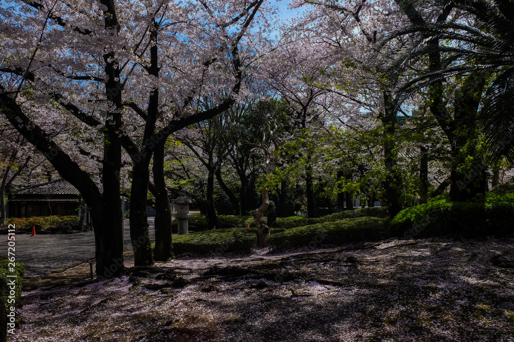 Pink sakura tree park in Tokyo city april winter