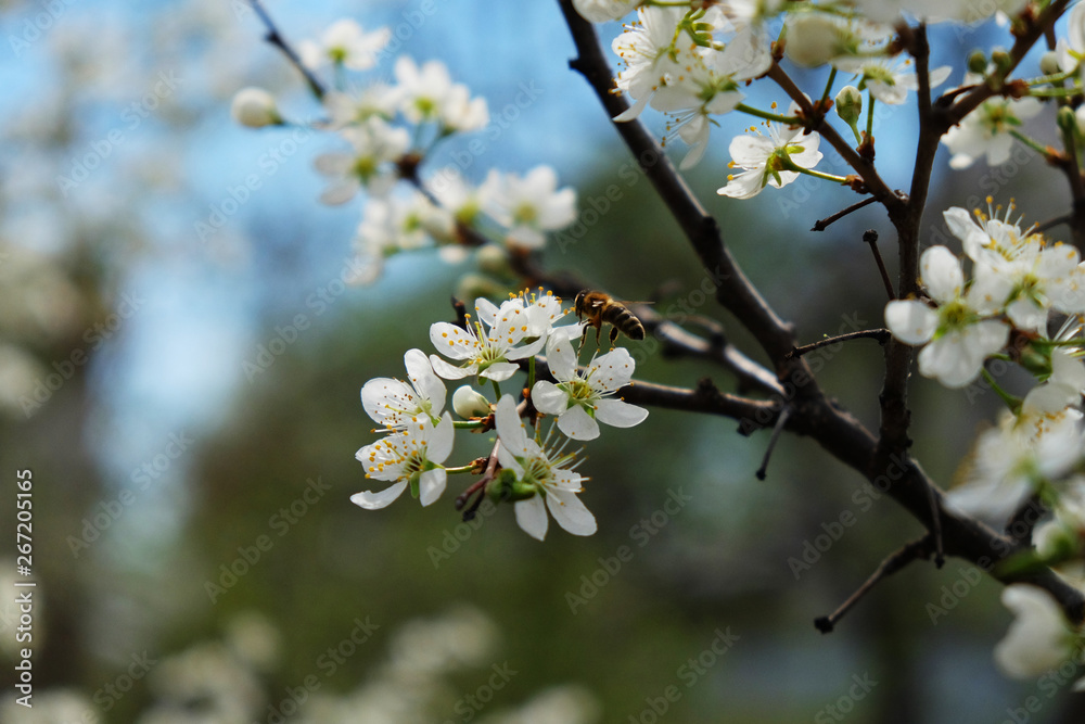 sakura blossom flower with huge garden on the background