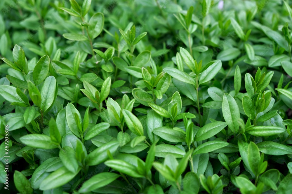 Young, fresh, green leaves. Green shrub Young, fresh, green leaves. Green shrub