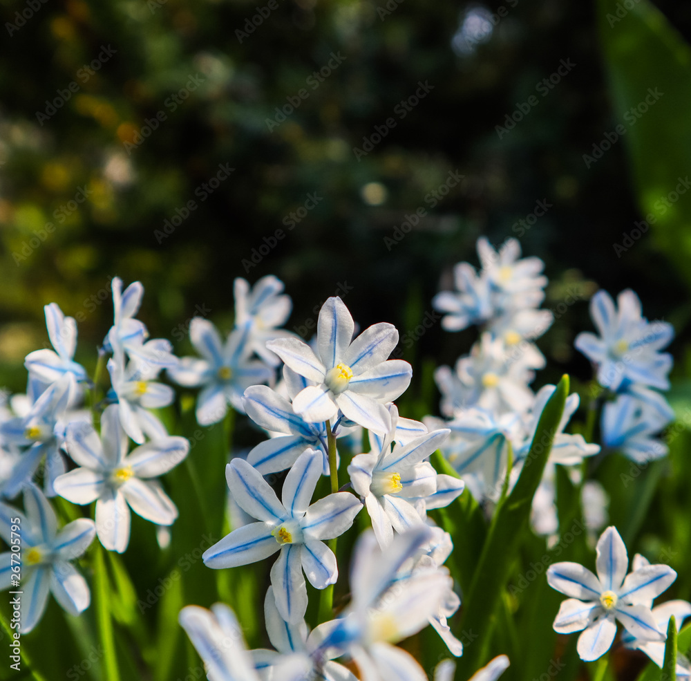 Blooming of beautiful white flowers Puschkinia scilloides in the spring garden Blooming of beautiful white flowers Puschkinia scilloides in the spring garden
