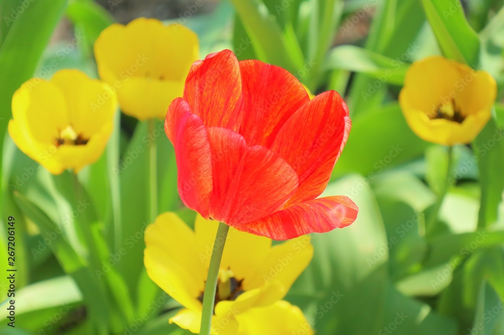 Naklejka premium red tulips in the garden