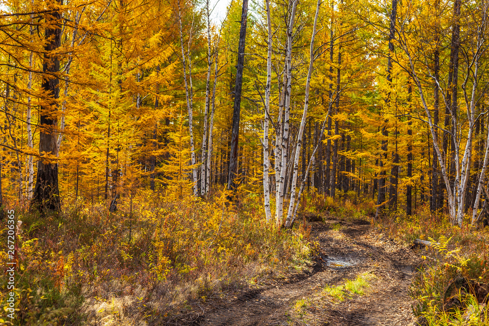 Forest duct with puddles, Milkovsky Districkt, Kamchatka, Russia.