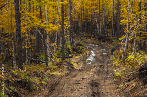 Forest duct with puddles, Milkovsky Districkt, Kamchatka, Russia. photo