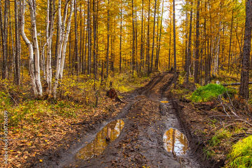 Forest duct with puddles, Milkovsky Districkt, Kamchatka, Russia. photo