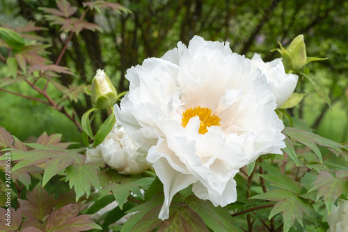 Strauchpaeonie Paeonia suffruticosa 'Renkaku' Flug der Kraniche photo