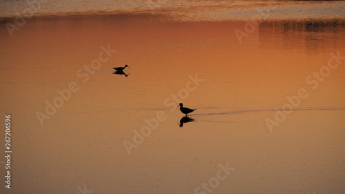Colonia de Sant Jordi  Mallorca  Spain. Amazing landscape of the beautiful salt flats during the sunset. Silhouette of seagulls in backlight