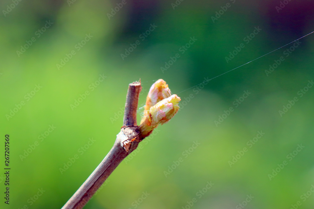 buds on tree