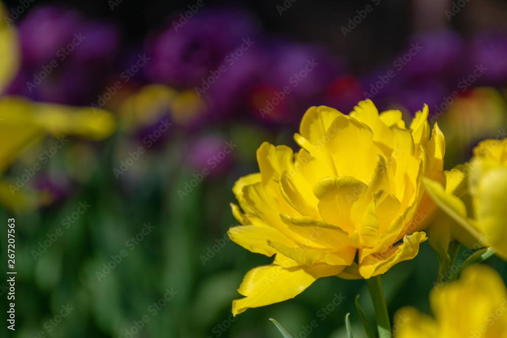 Obraz premium purple tulips flowers spring sunny day