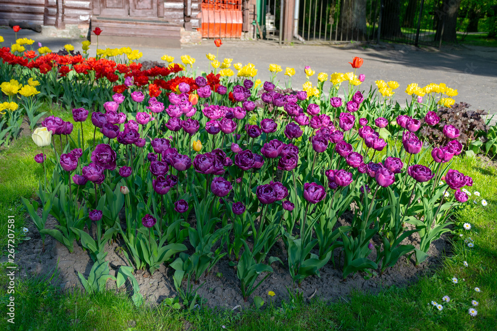 purple tulips flowers spring sunny day