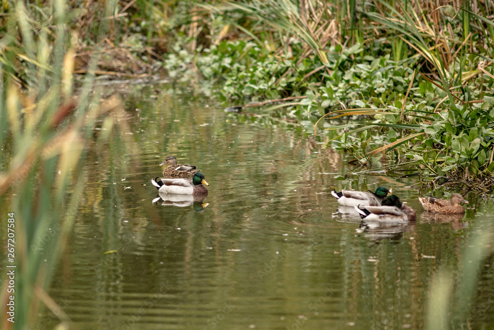 ducks in the pond
