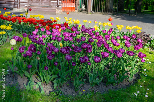 Wallpaper Mural purple tulips flowers spring sunny day Torontodigital.ca