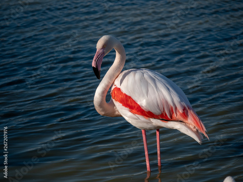 Pont de Gau - flamant rose