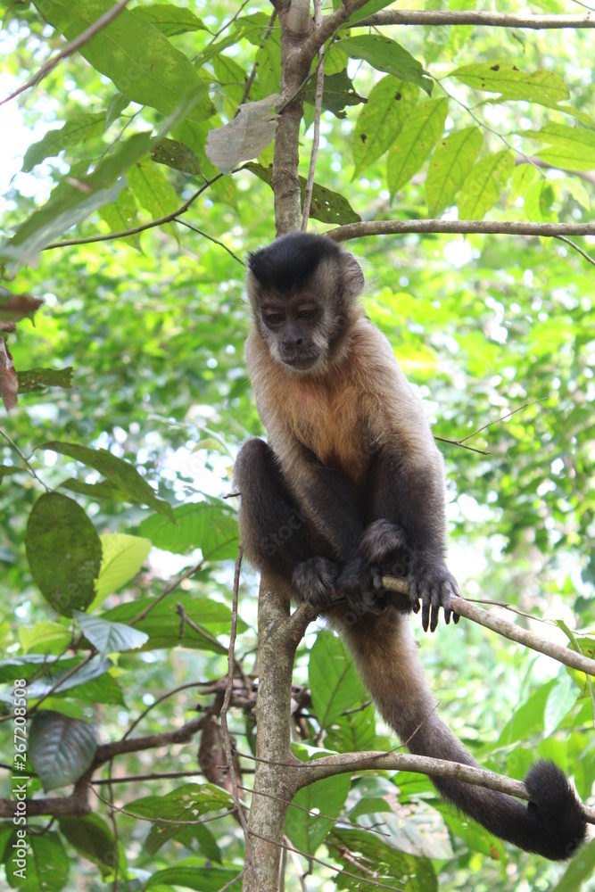 Fototapeta premium Monkey Looking down