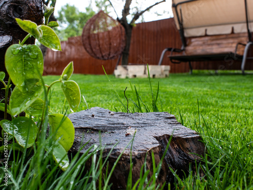 Green grass and wooden stump in the yard. Lawn after watering and mowing photo