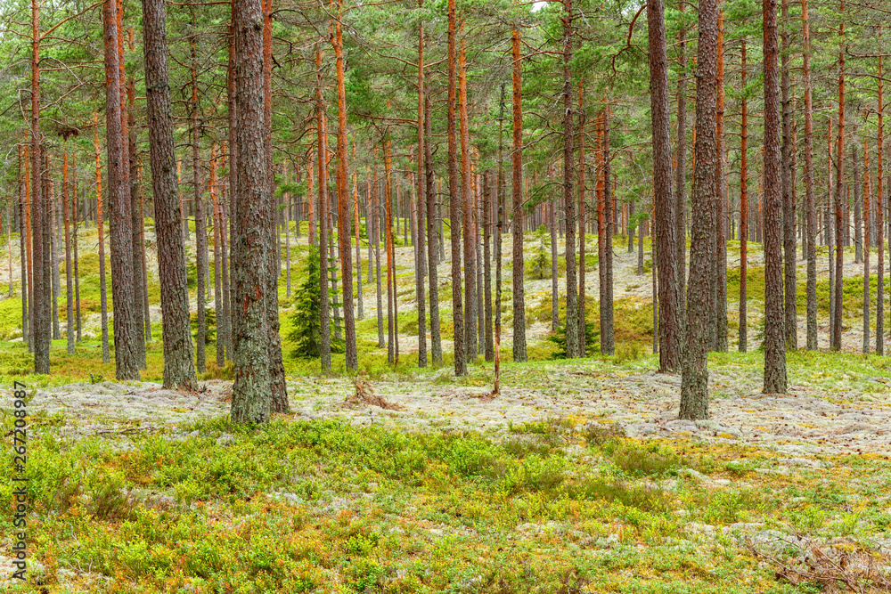 Obraz premium Pine woodland with white lichens on the forest floor